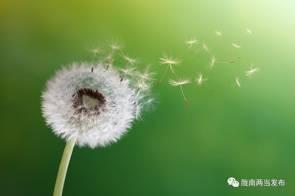 茶香四溢的蒲公英茶,清新蒲公英茶满满自然滋味