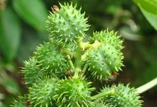 Dior、娇兰生产商做了一块洗头皂，100%天然原料，生发更护发