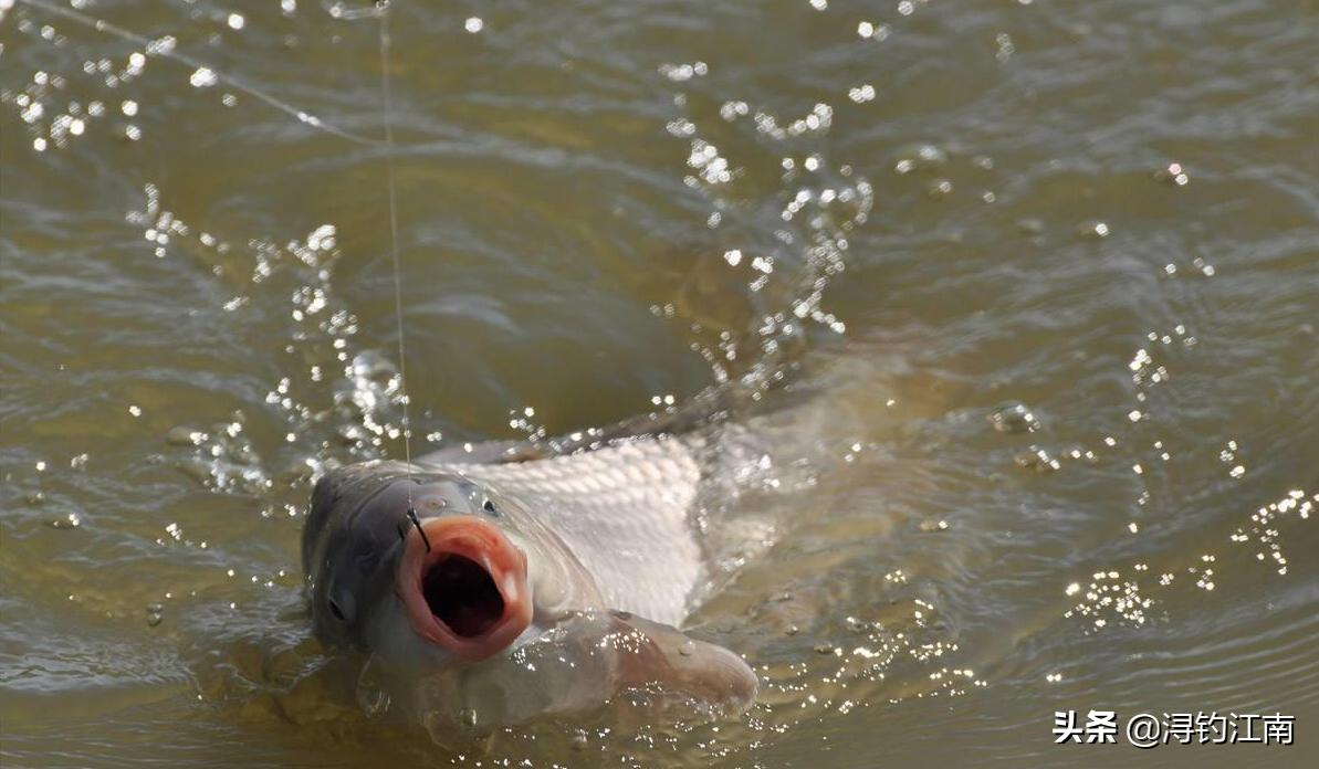 小鱼群中如何钓大鱼,小鱼群怎么钓鱼