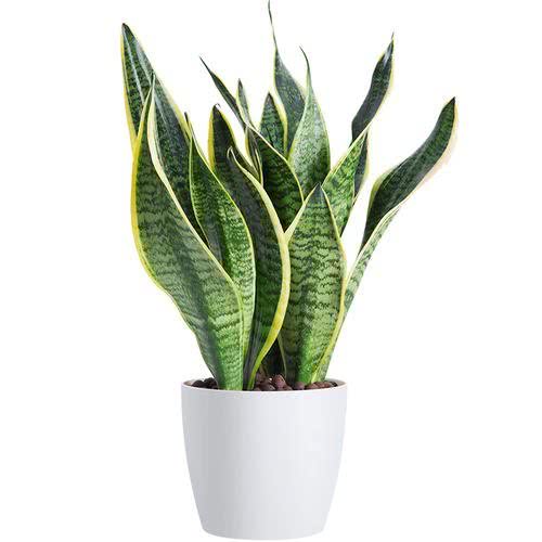 植物都有哪些奇妙之处,植物的奇特现象有哪些