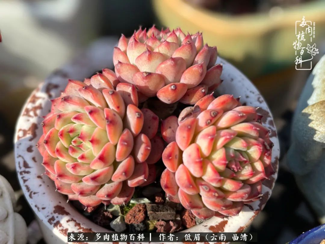 多肉植物百科如何投稿,感谢多肉植物百科的陪伴