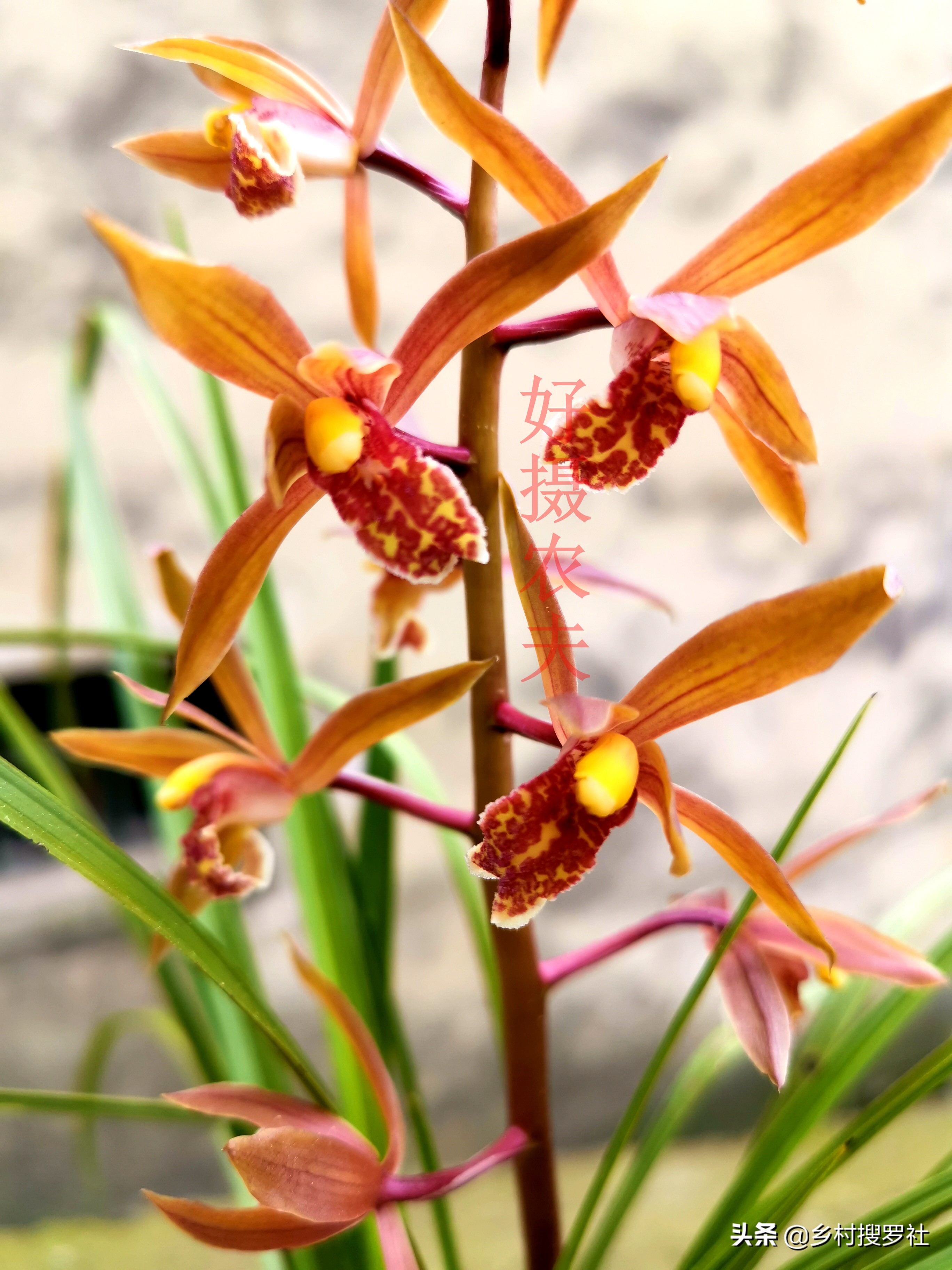 网购兰花预防消苞,网购兰花应注意什么