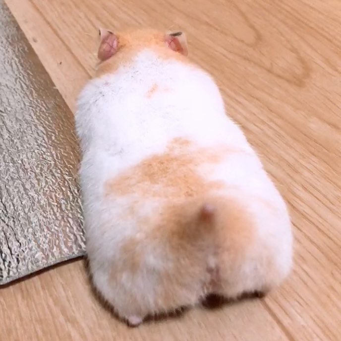 仓鼠的发情期怎么配对,仓鼠发情主人帮忙