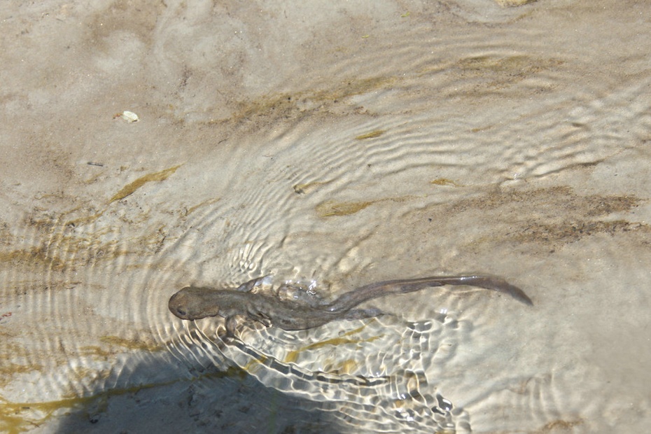 米亚罗-大美理礼县