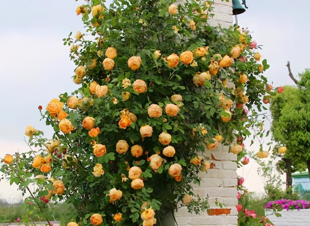 十大勤开花的月季,十大勤花月季品种排行