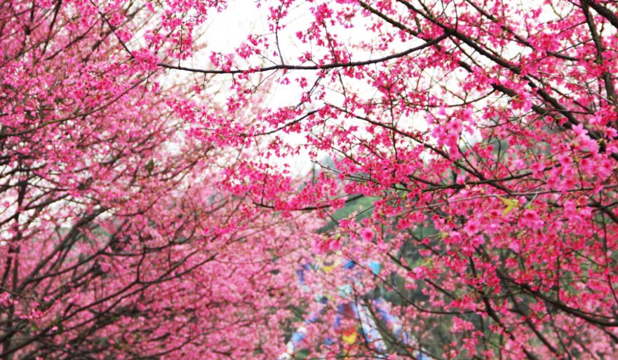 2020最强“广西大全”来了！承包柳州人一整年的旅行