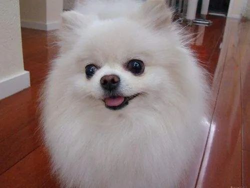 盘点那些老人养的巨型狗,8-10年寿命的狗狗