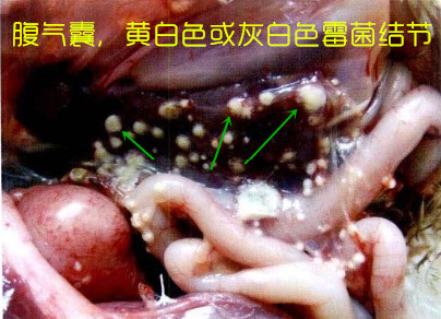 夏天室内霉菌怎么消除,夏季真菌病防治攻略