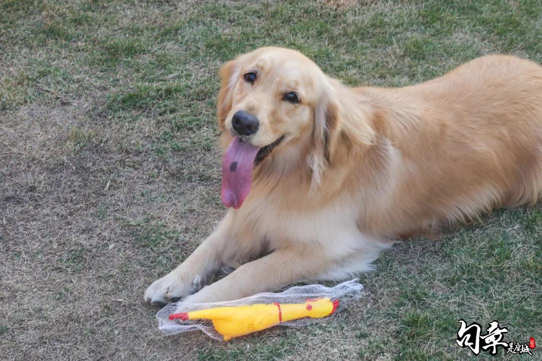 汪汪汪~宁波首家宠物主题乐园登陆江北，铲屎官们走起