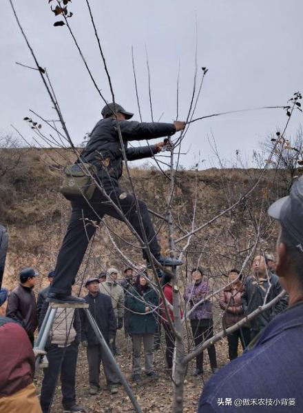 果树冬剪的正确方法视频,果树剪枝是头年剪还是春天剪
