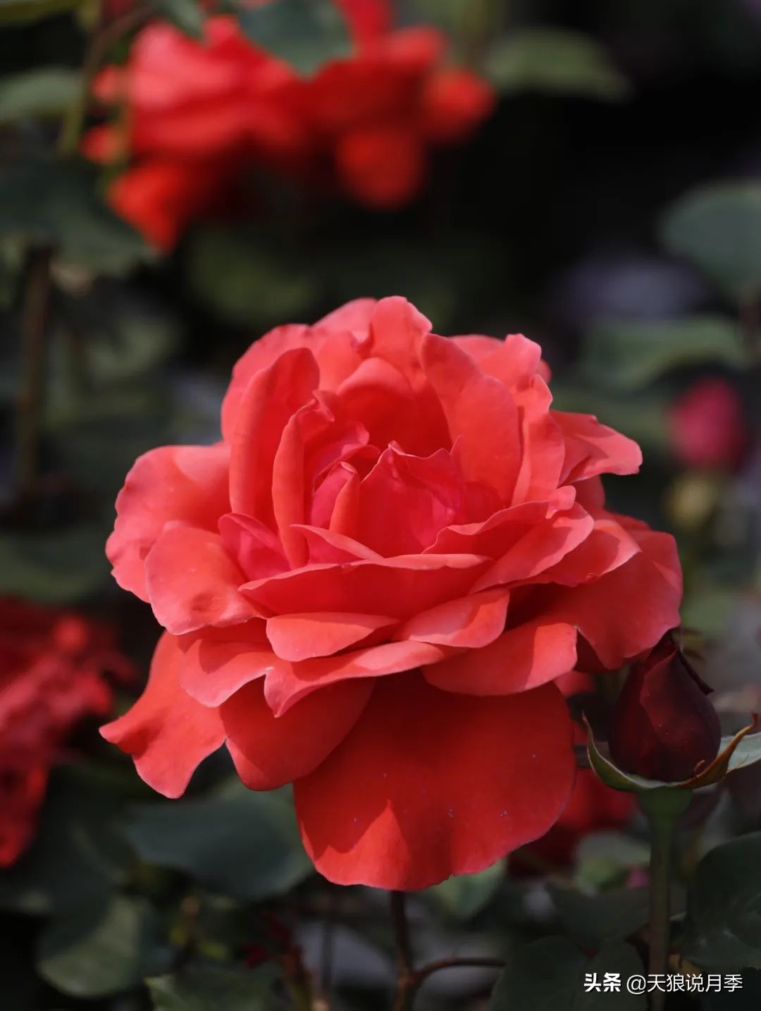 月季怎么抹芽最好,月季的抹芽方法