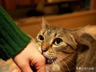 猫应激攻击人以后还能养吗很害怕,家猫挨打发狂攻击主人