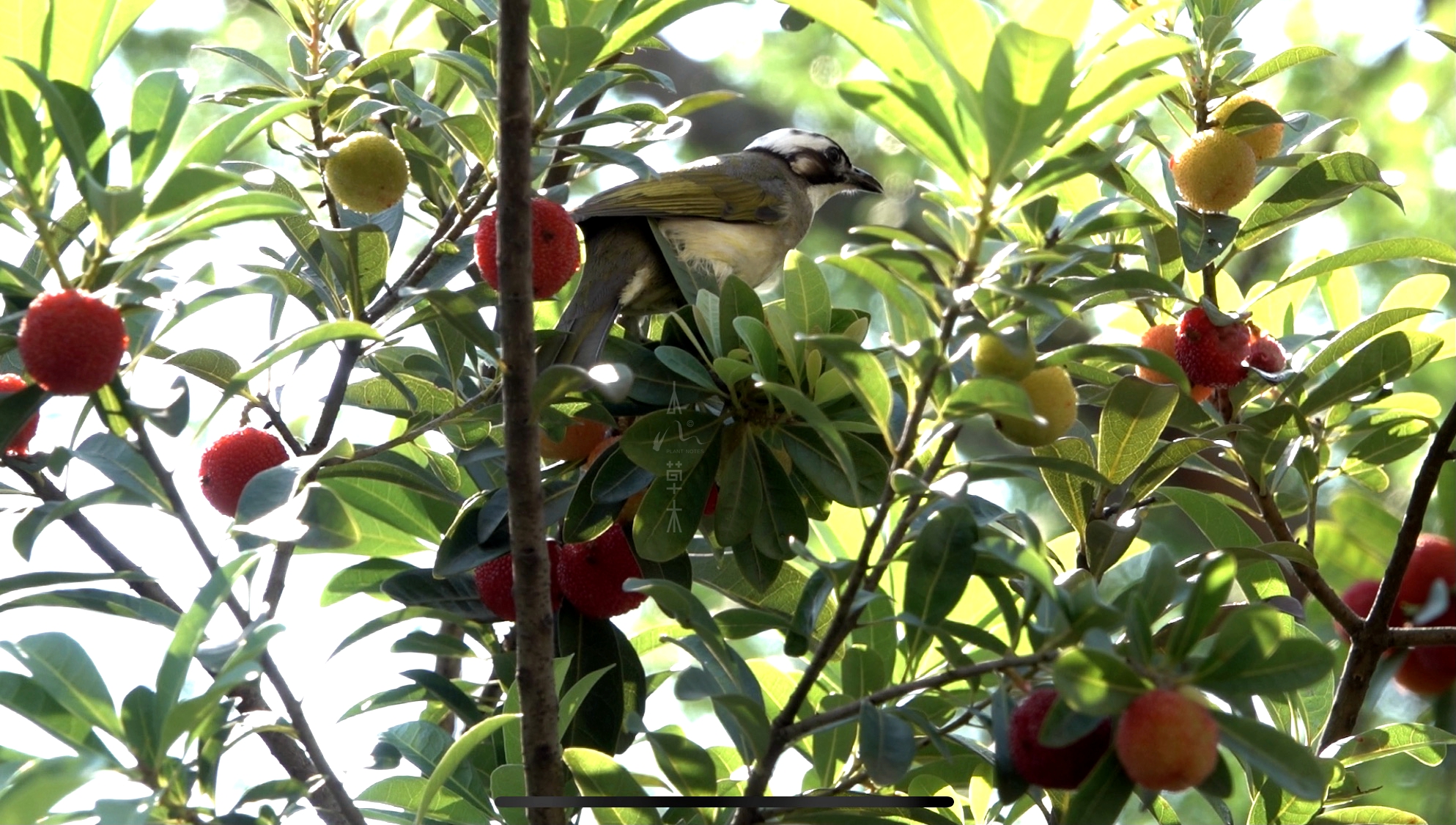 鹎踏梅枝自成画，花落如雨惊闲人