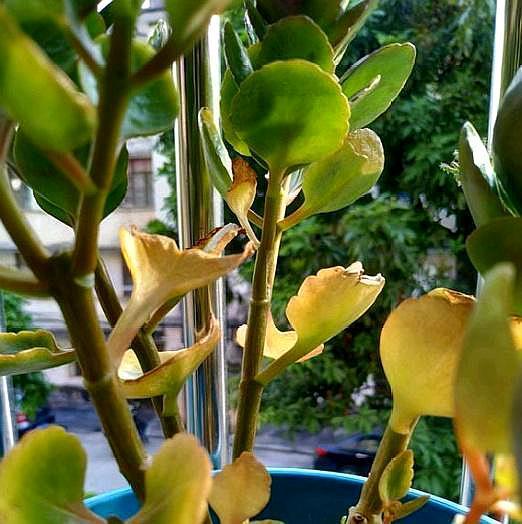 黄叶怎么消除最快,防止花黄叶方法