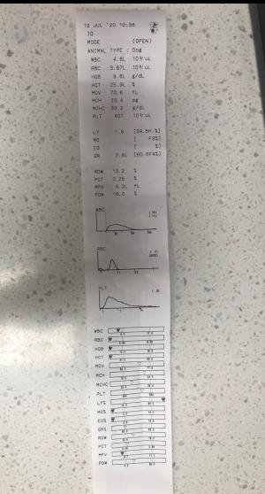 狗狗生小狗什么情况下要剖腹产,狗狗什么情况下需要剖腹产