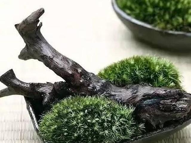 小苔藓微景观,小苔藓盆景怎么养殖