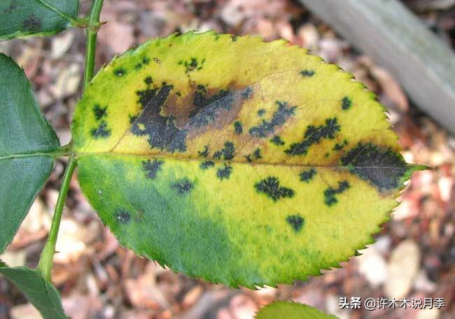 月季病害通用药,月季病害的必备药物