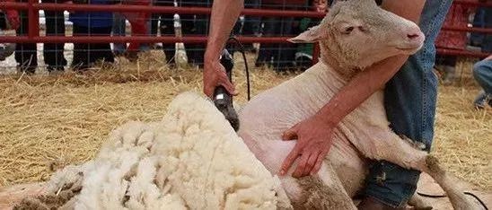 苹果省3000?LAMER省2000?全网最全拼多多薅羊毛指南