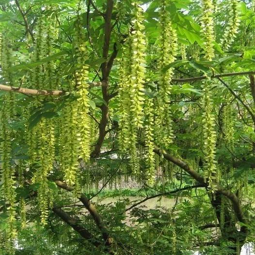 杨树的简介,杨树的全部作品