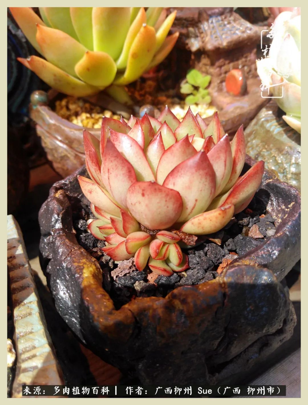 艳阳高照凉爽贵州,我要勤快地捕捉美好!(二)