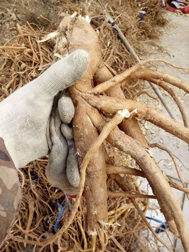 人参、西洋参、*党**参、太子参等这些中药！有何异同？一文说明白