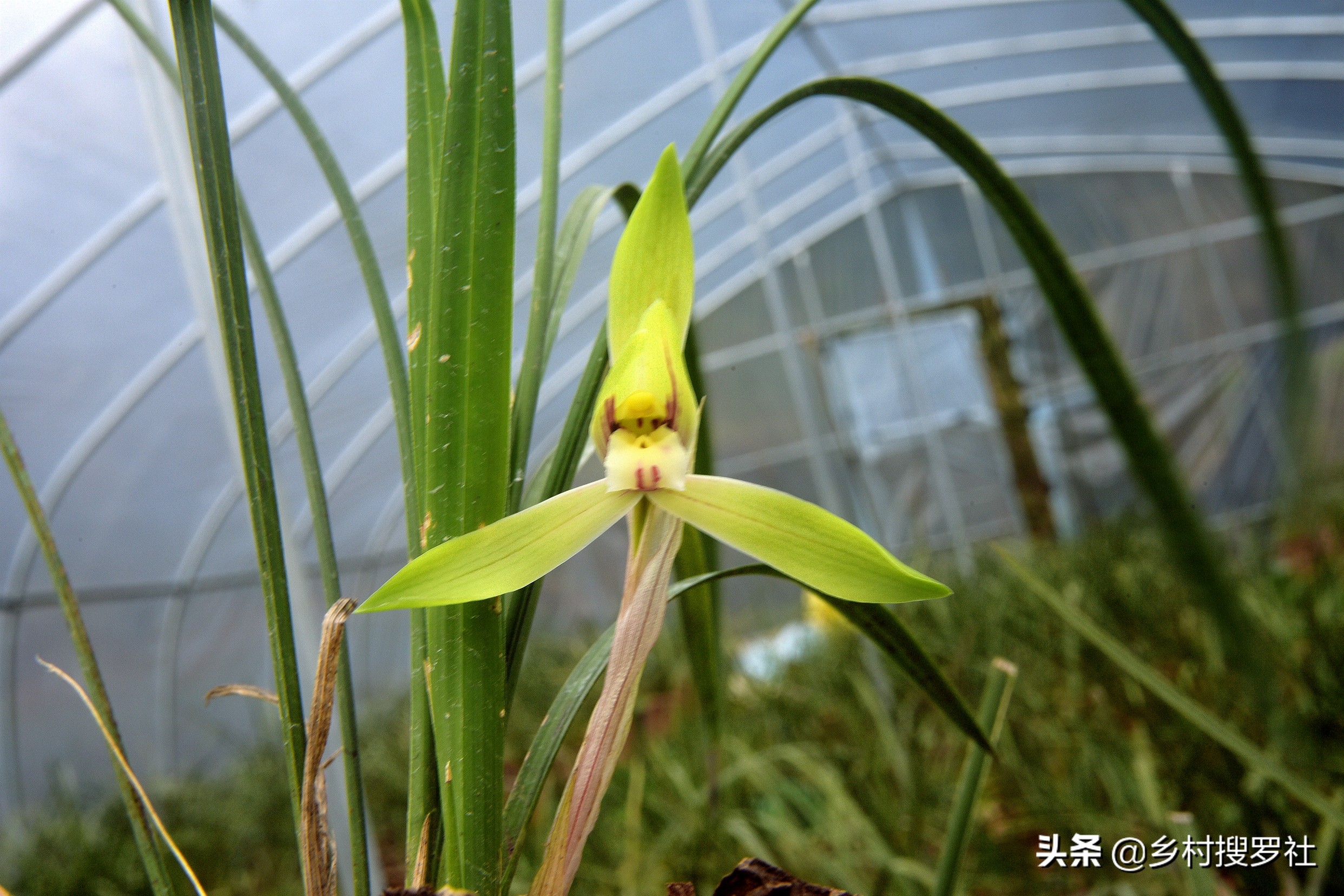 如何防止兰花生根发芽的方法,如何让兰花多发芽