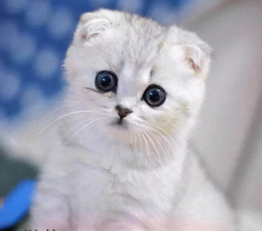 宠物猫名字大全洋气女宝宝,宠物猫起名字大全