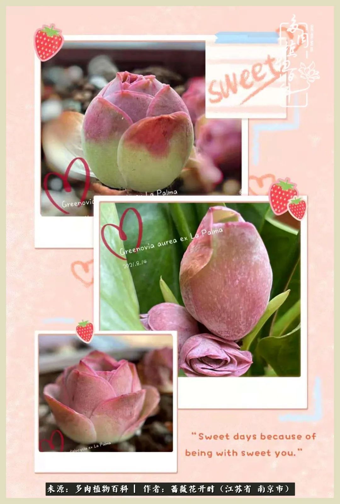 又见颜的妩媚，色的诱惑！这些山地玫瑰礼盒惊艳了眼眸