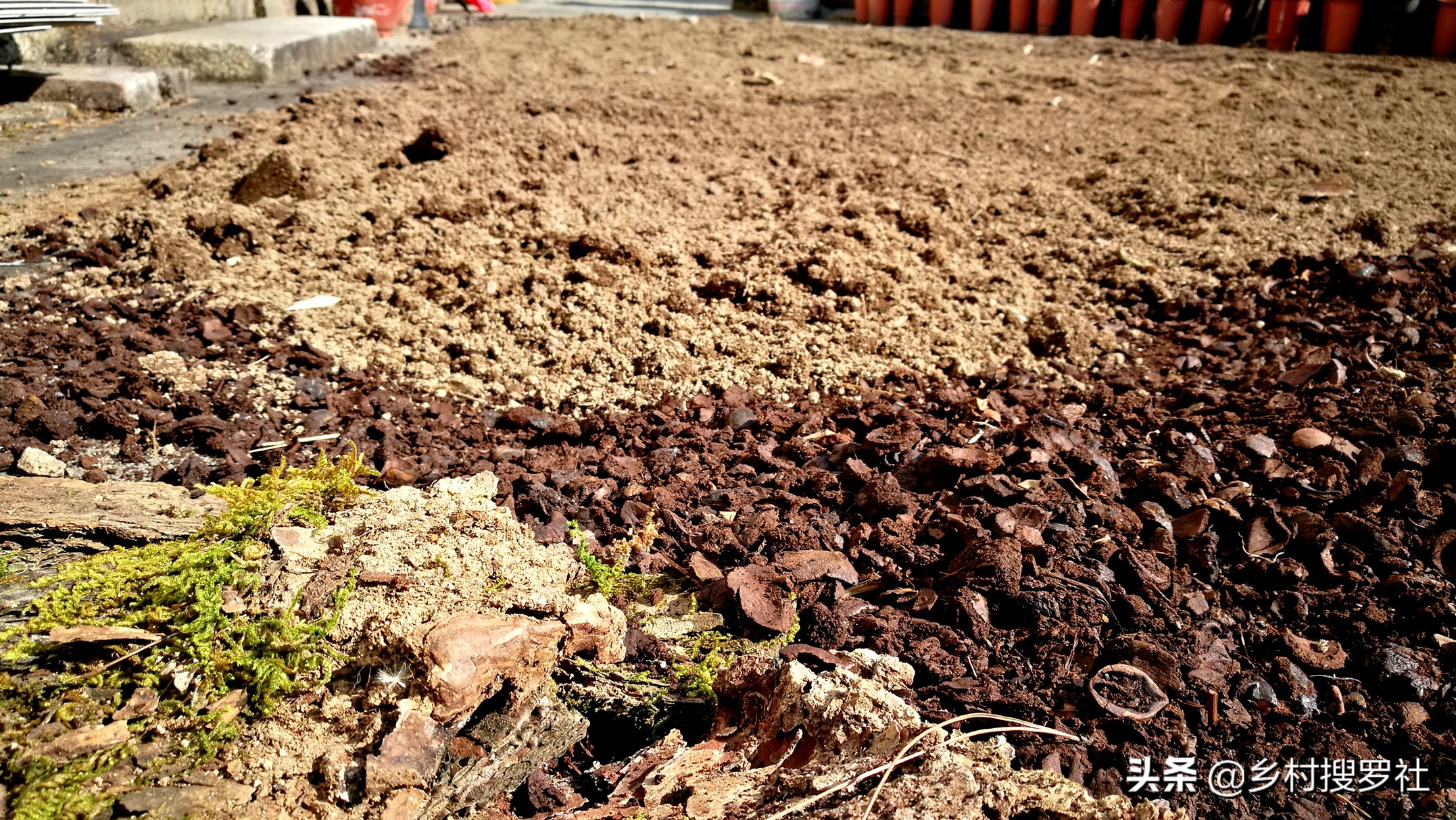 用什么植料兰花容易变异,怎样的兰花植料最好视频