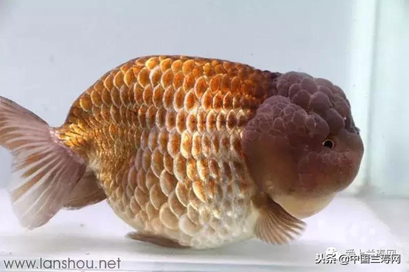 生命力最大的金鱼品种有哪些,十大最好的金鱼品种