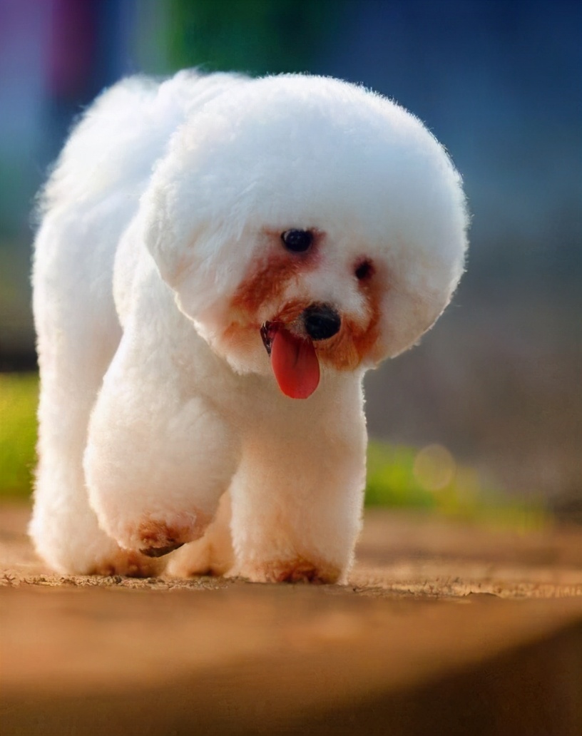 800的比熊犬和1400的比熊犬对比,养比熊犬好还是泰迪犬好