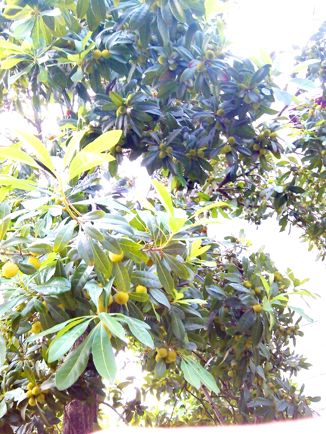 为什么要去长沙民政职业技术学院,长沙民政职业技术学院校园圈