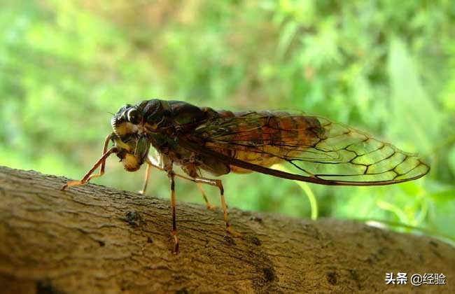 金蝉的养殖技术及视频,金蝉的养殖技术与效益