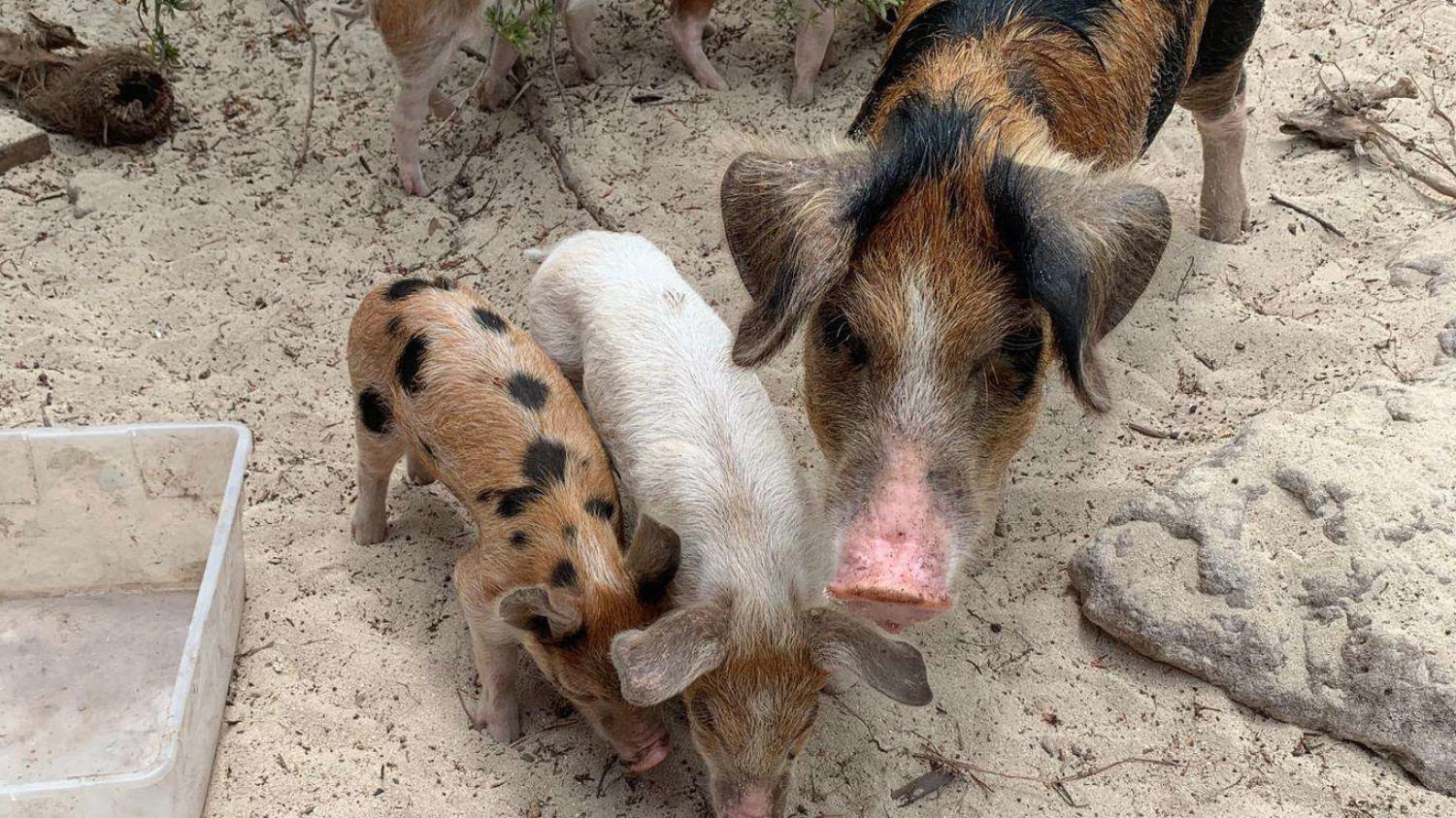 巴哈马群岛埃克苏马岛,巴哈马群岛海岛