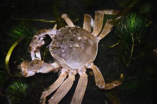 除蟹田里青苔有啥好办法,蟹池中青苔怎么处理