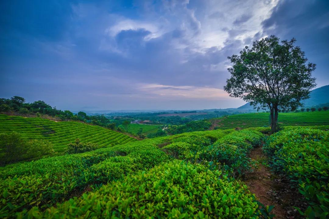 喝茶能降低心脑血管死亡率,喝茶能降低心脑血管风险吗