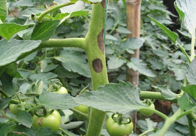 十种常见农药大全,100种常见农药大全