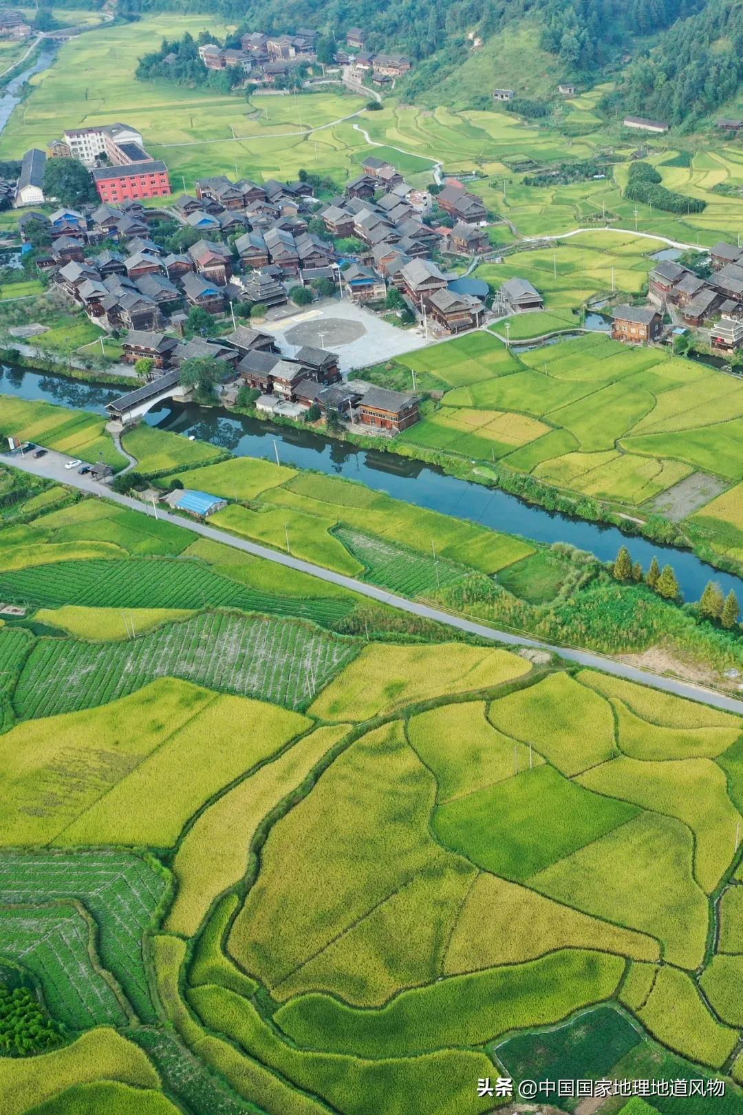 中国种水稻的省份地图,14亿大米图片