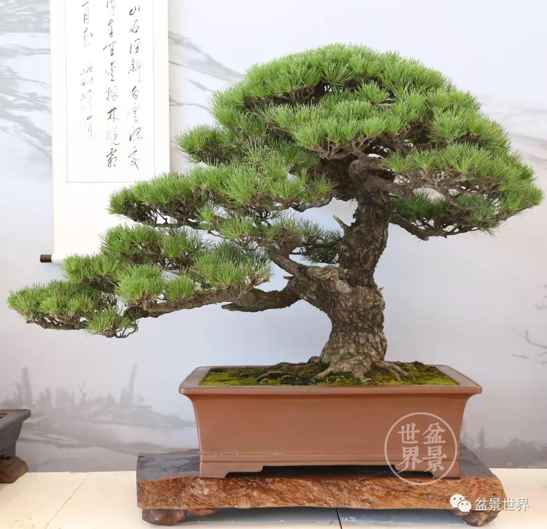 宿松十大顶级黑松盆景 (黑松微型盆景日本黑松30公分价格)