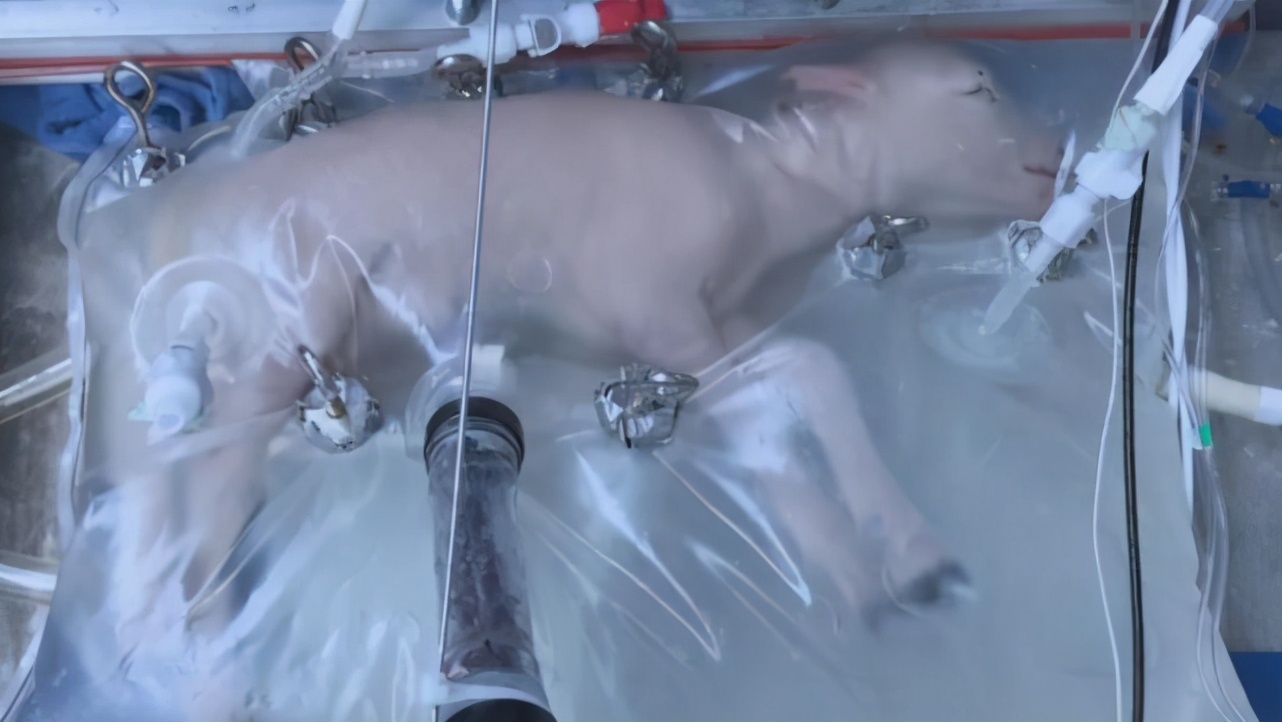 人类胚胎最初属于哺乳类吗,人类胚胎发育的场所是