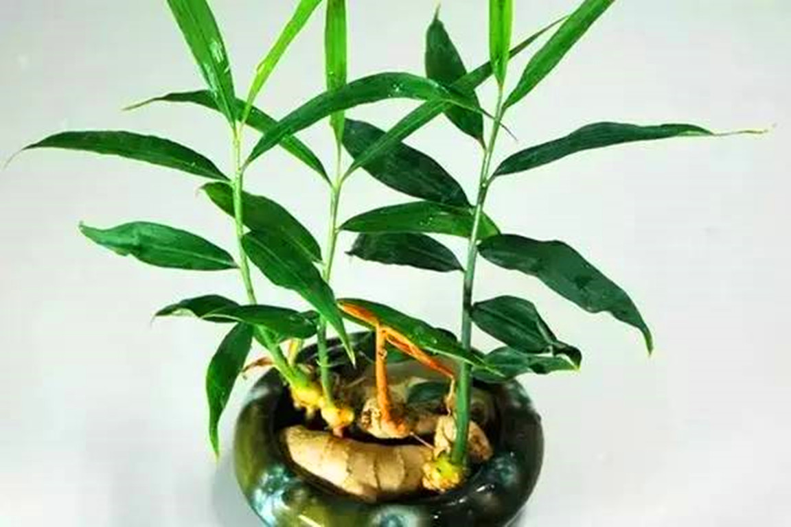 冬季萝卜夏食姜,冬天萝卜夏天姜吃了好抗寒