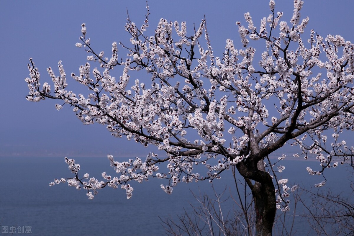 即将开花的十种植物,先长叶后开花的植物