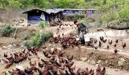 鸡生病了站不起来了,鸡生病症状及如何用药