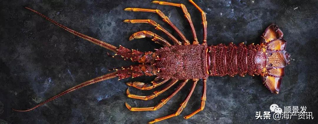 春节必买的海鲜,一年四季海鲜怎么选