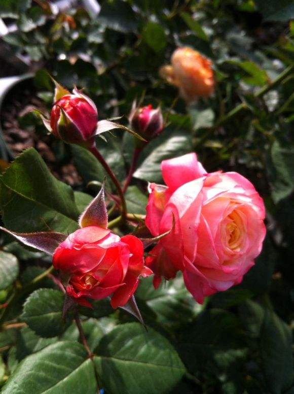 哪些月季不需要晒太阳可以爆花,耐晒耐雨淋抗病勤花的月季