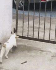 猫咪能明白人在哭吗,猫咪长大了一点为什么还总是叫