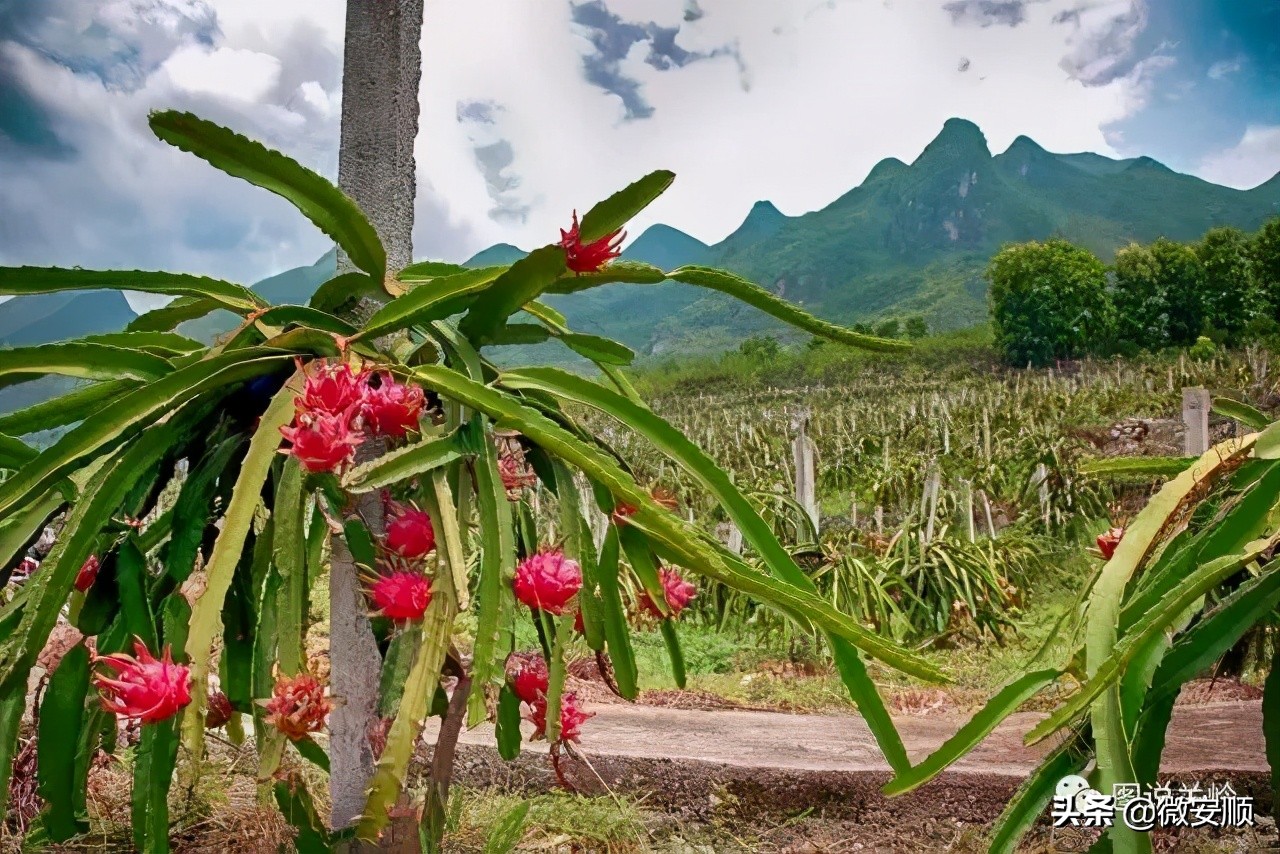 你好！我叫安顺，这是我2021最新简历