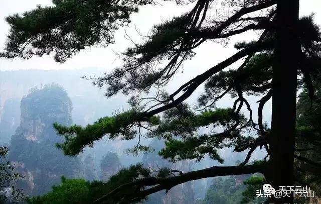 「微云山-知青故事50年」《云山松》（连载二）-文/王连方