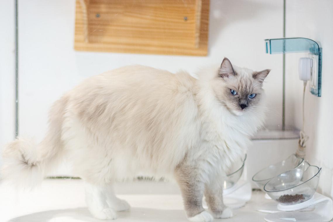 布偶猫养公猫好还是母猫好,布偶猫养母的还是公的