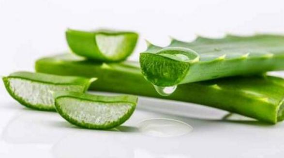 芦荟有什么用处对皮肤有好处吗,种植十五年的芦荟有什么用处